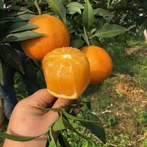 爱媛橙38号果冻橙皮薄肉厚糖度高各种规格保质保量