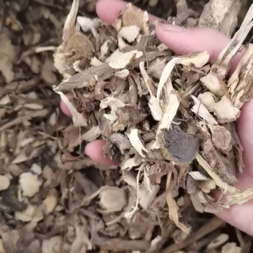 苦参统片