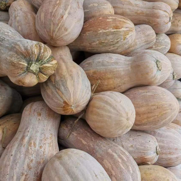 蜜本南瓜出售