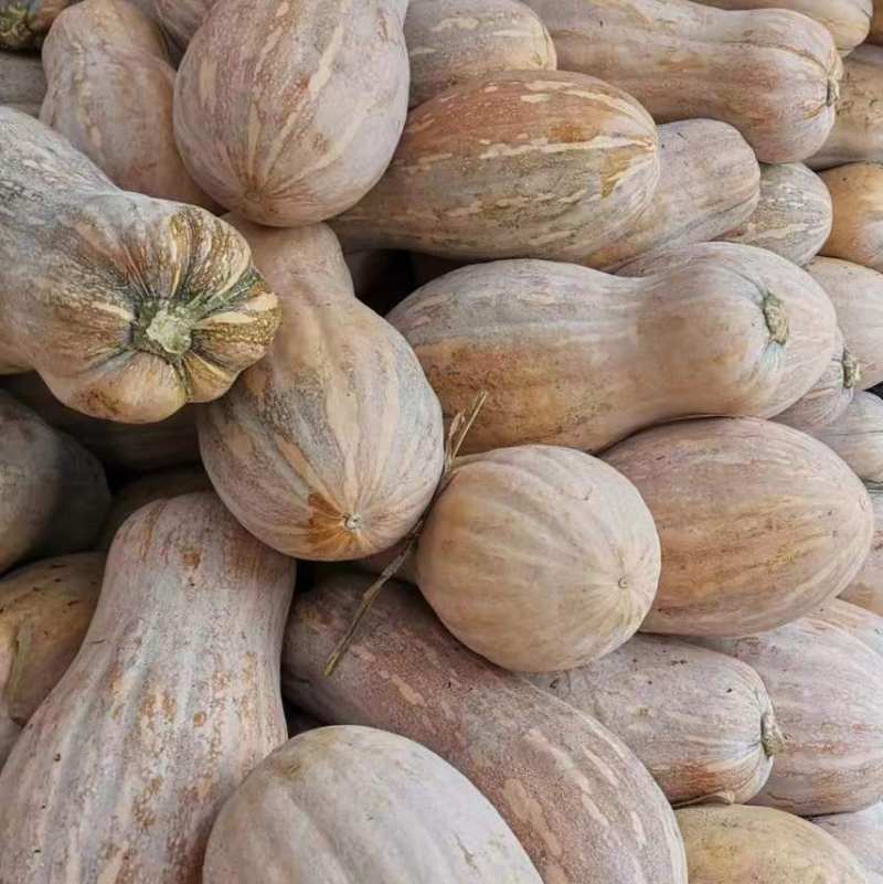 蜜本南瓜出售