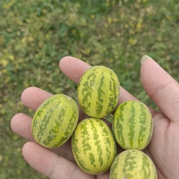 马炮瓜