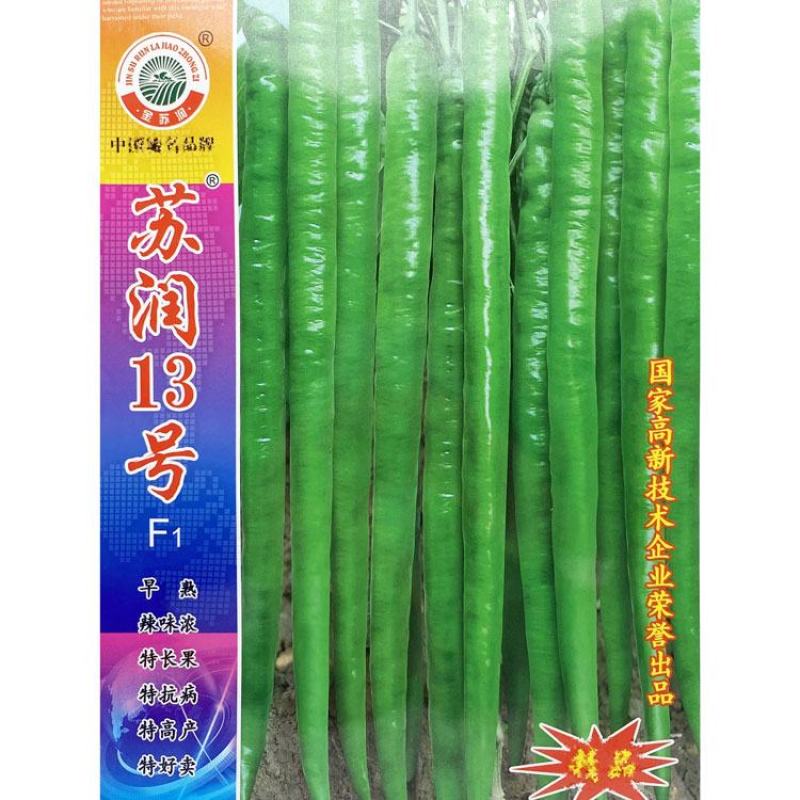 苏润13号线椒种子早熟特长果条椒种35-45厘米辣味浓
