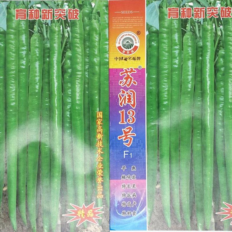 苏润13号线椒种子早熟特长果条椒种35-45厘米辣味浓
