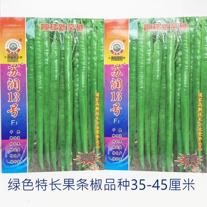 苏润13号线椒种子早熟特长果条椒种35-45厘米辣味浓