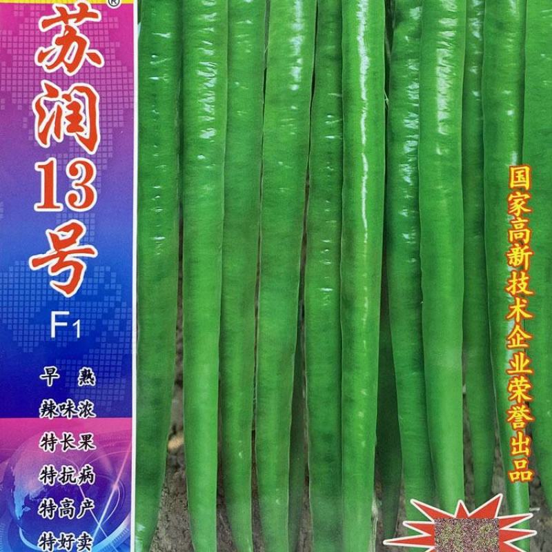 苏润13号线椒种子早熟特长果条椒种35-45厘米辣味浓