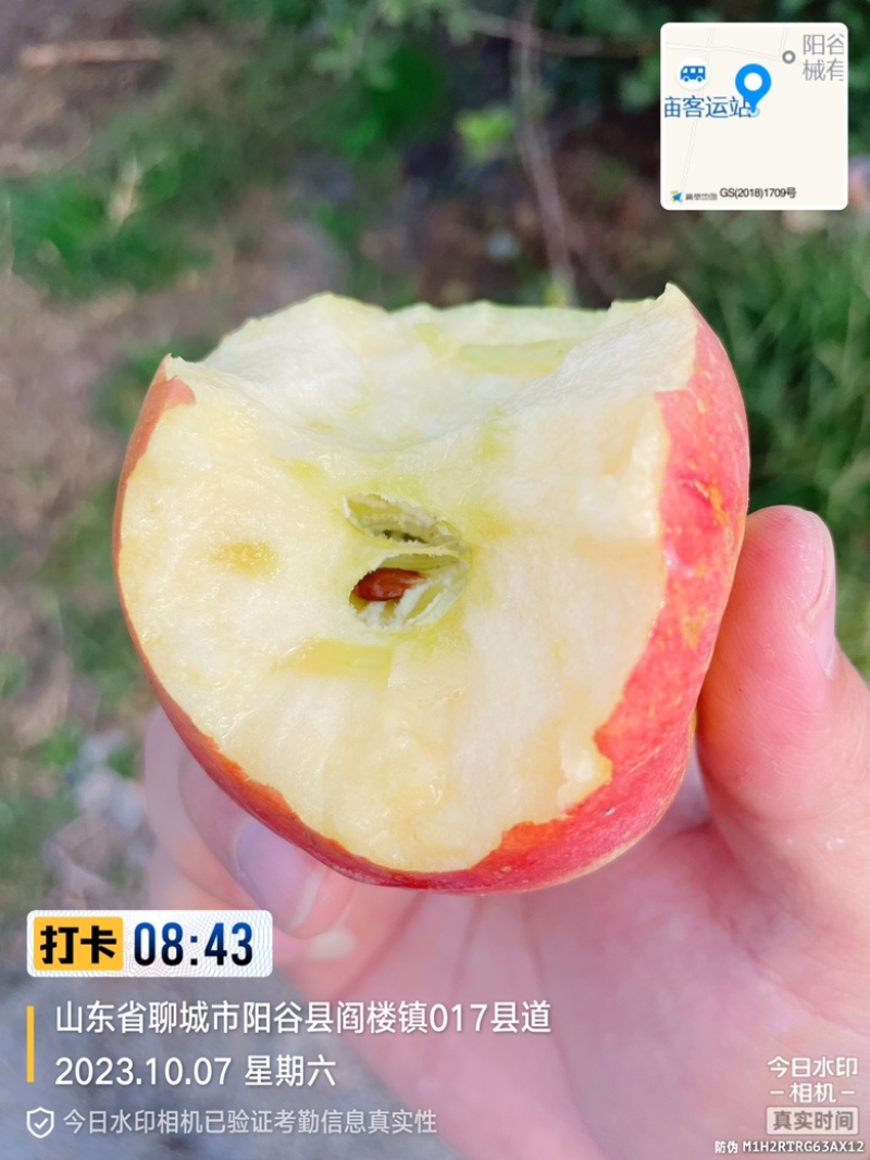 红艳，瑞香红苹果基地货源采购地。啥都有，价格便宜