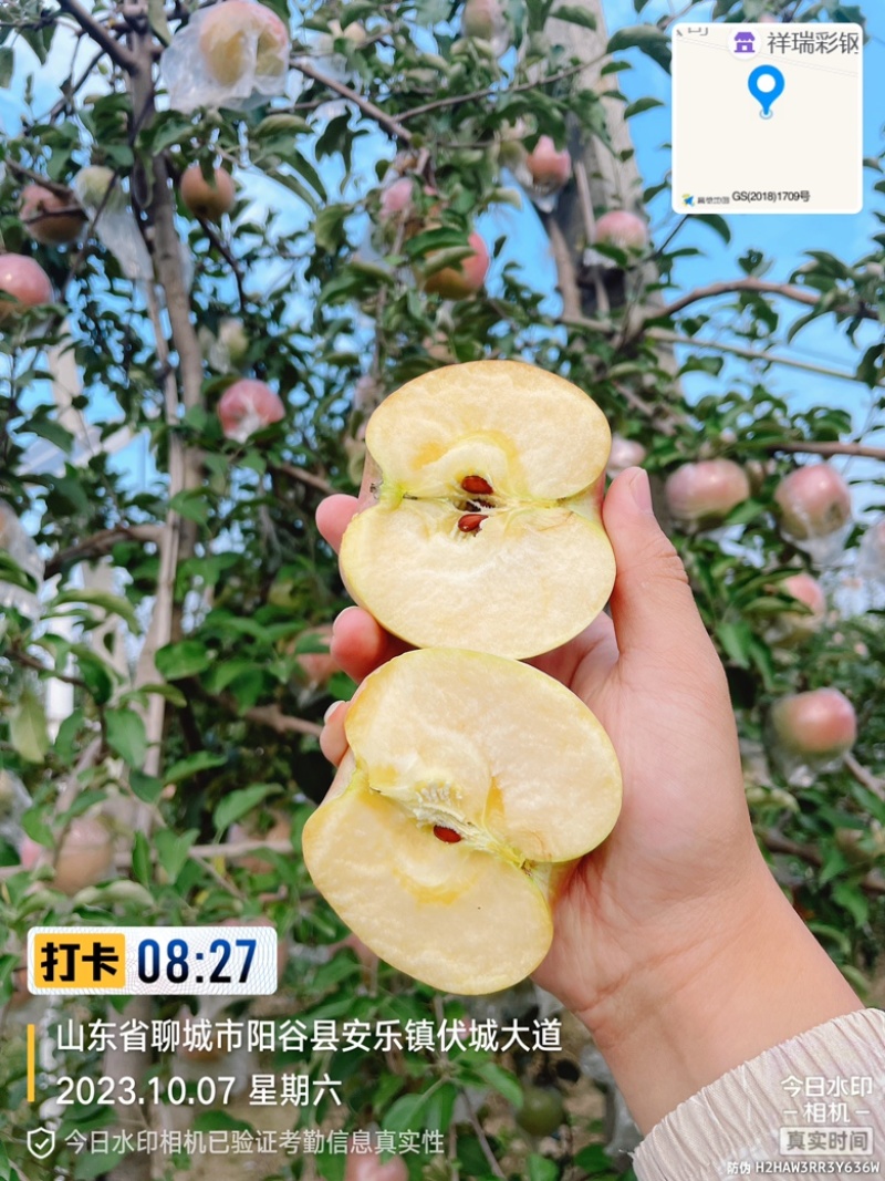 红艳，瑞香红苹果基地货源采购地。啥都有，价格便宜