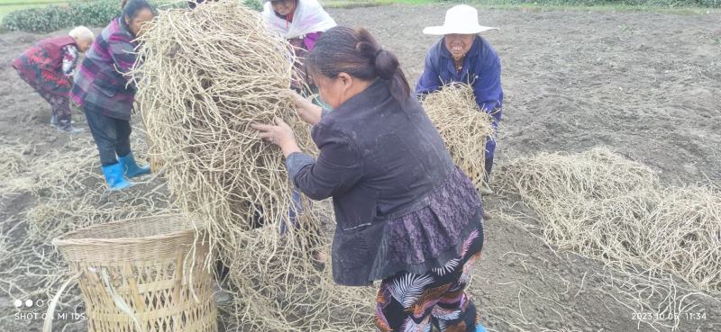 鱼腥草根