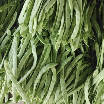扁豆