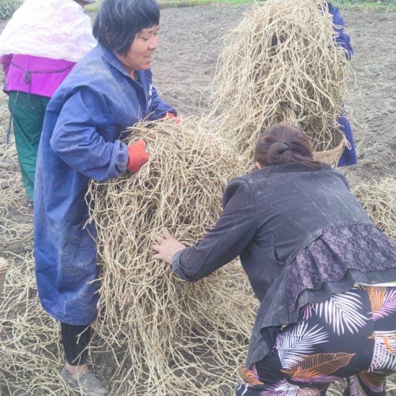 鱼腥草根