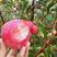 红肉苹果《红色之爱119-6苹果》，自家果园
