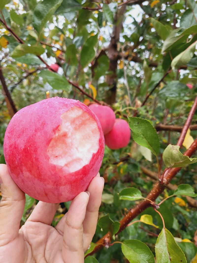 红肉苹果《红色之爱119-6苹果》，自家果园