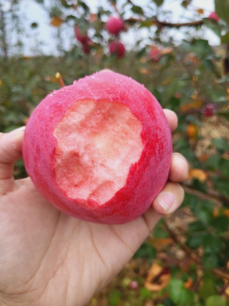 红肉苹果《红色之爱119-6苹果》，自家果园
