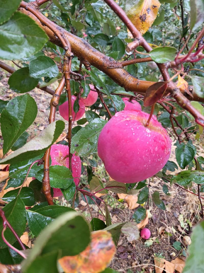 红肉苹果《红色之爱119-6苹果》，自家果园