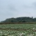 【推荐】小青菜,油菜,上海青,供应市场商超电商