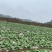 【推荐】小青菜,油菜,上海青,供应市场商超电商