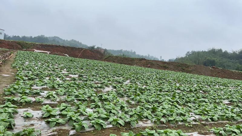 【推荐】小青菜，油菜，上海青，供应市场商超电商