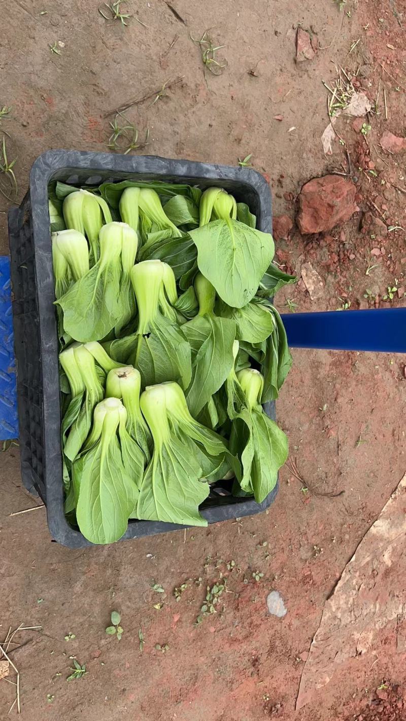 【推荐】小青菜，油菜，上海青，供应市场商超电商