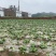 【推荐】小青菜,油菜,上海青,供应市场商超电商
