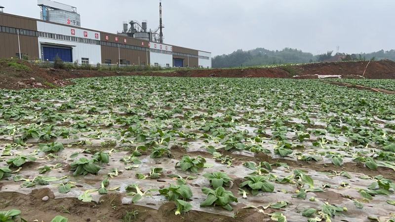 【推荐】小青菜，油菜，上海青，供应市场商超电商
