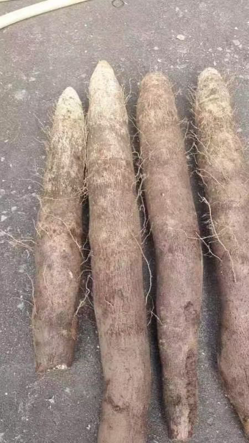 精品黑鬼老山药