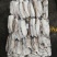 墨鱼大墨鱼路冻墨鱼无泡水墨鱼300/400400/60