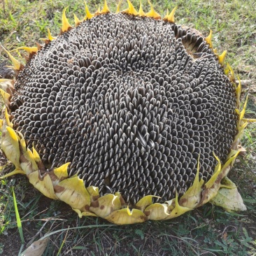 毛粮有需要的老板看过来有个七八十吨