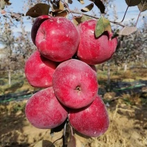 红色之爱苹果