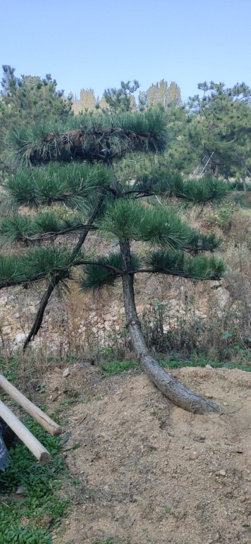 造型黑松，小型造型松盆景斜飘黑松，弯杆造型松
