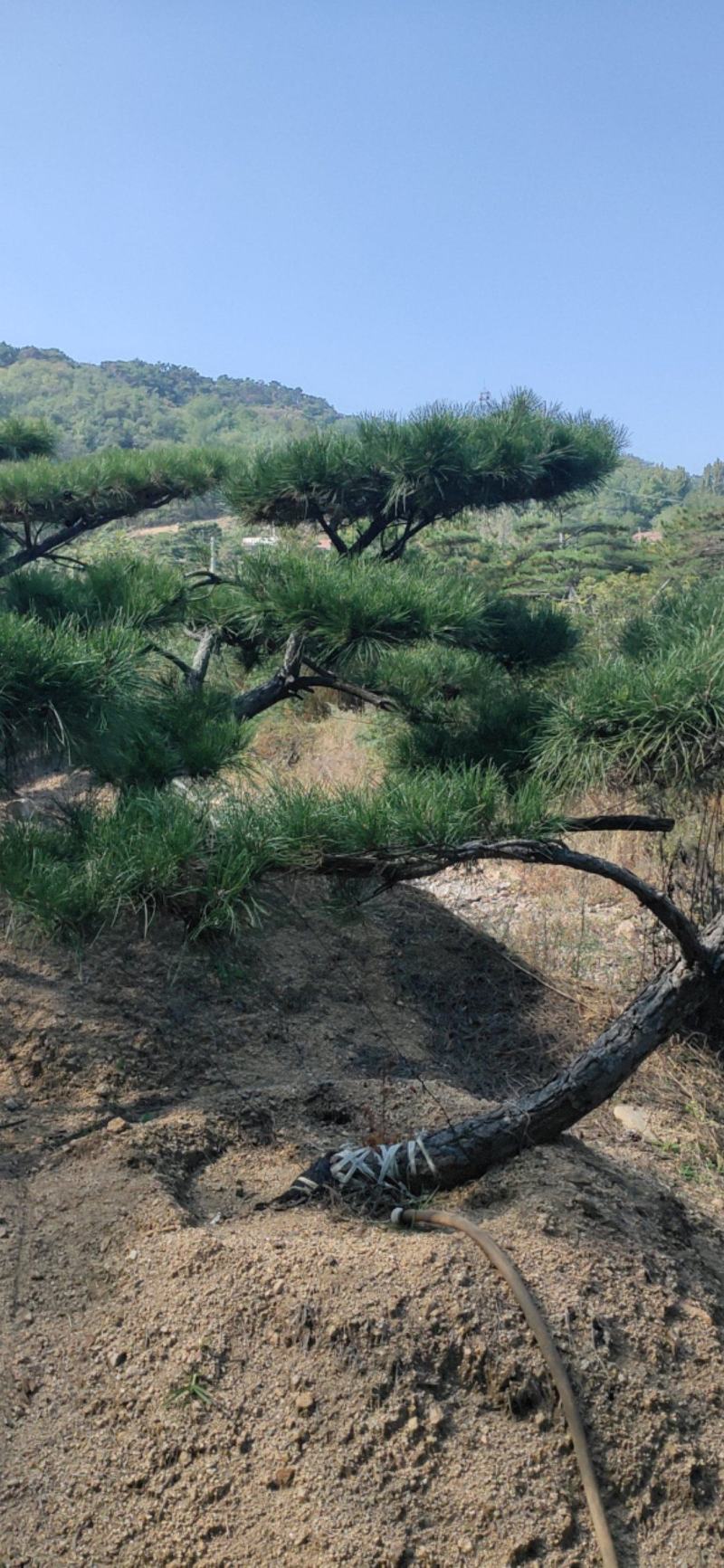 造型黑松，小型造型松盆景斜飘黑松，弯杆造型松