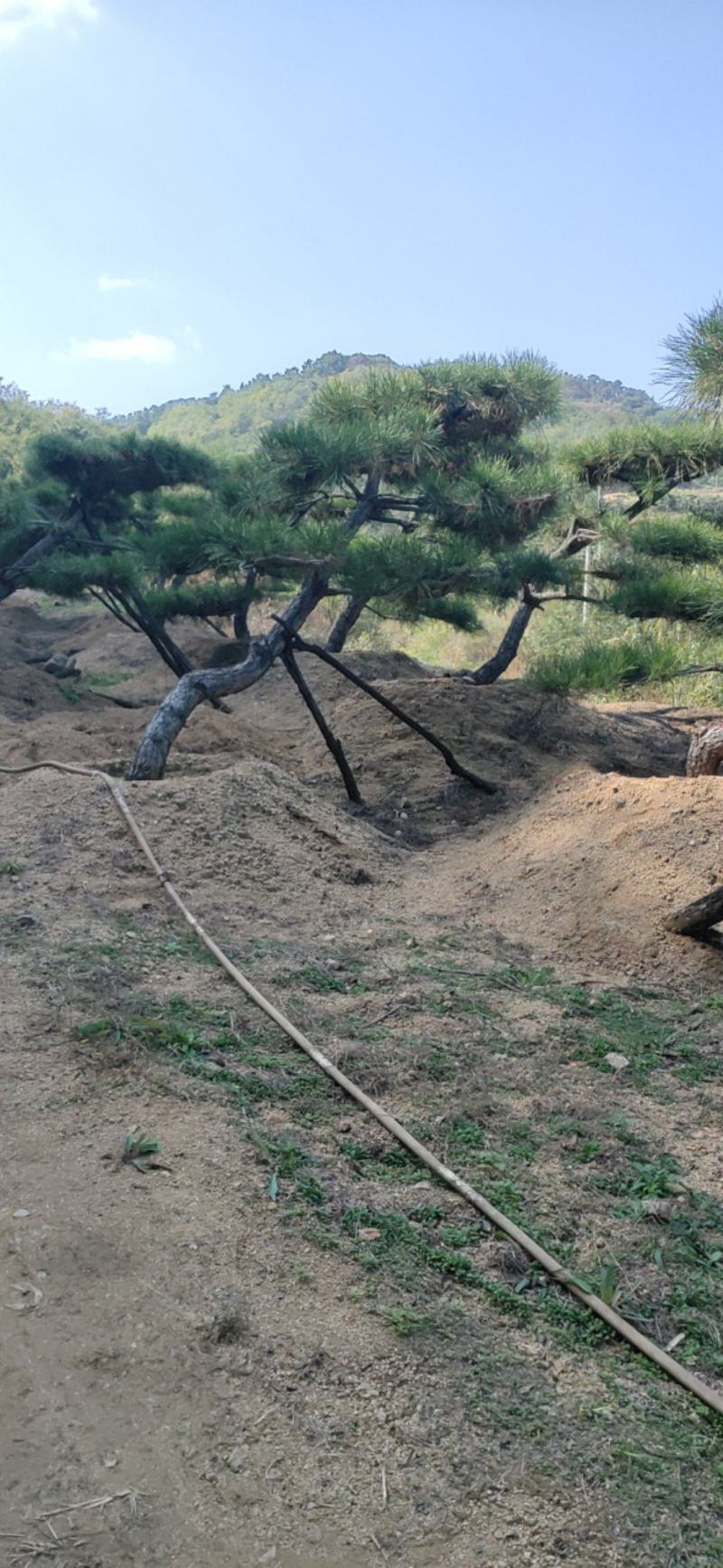 造型黑松，小型造型松盆景斜飘黑松，弯杆造型松