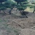 造型黑松，小型造型松盆景斜飘黑松，弯杆造型松