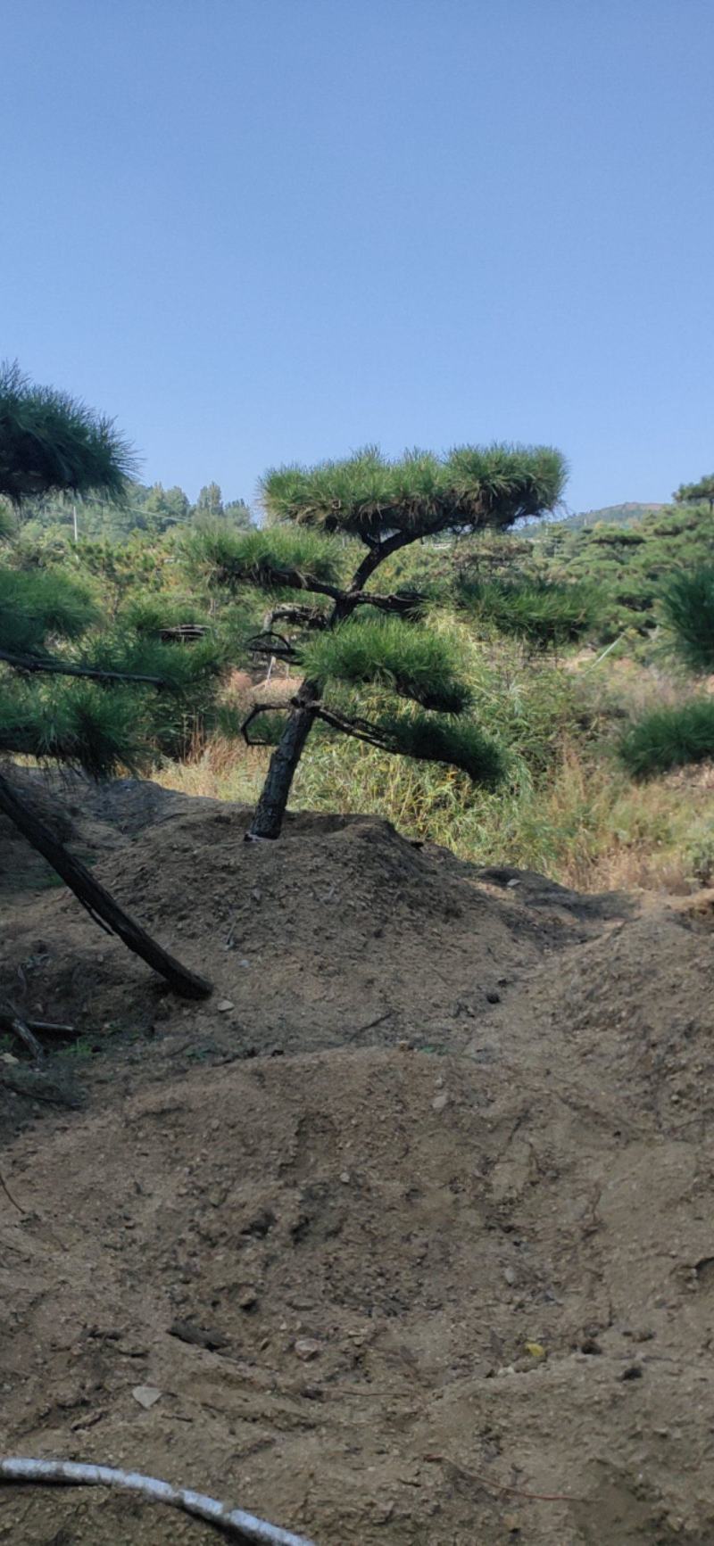 造型黑松，小型造型松盆景斜飘黑松，弯杆造型松