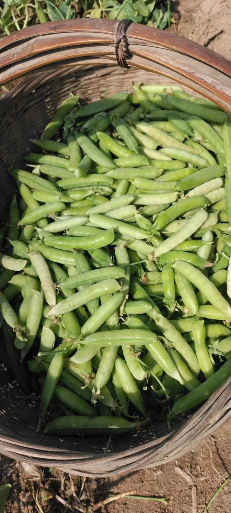 豌豆荚