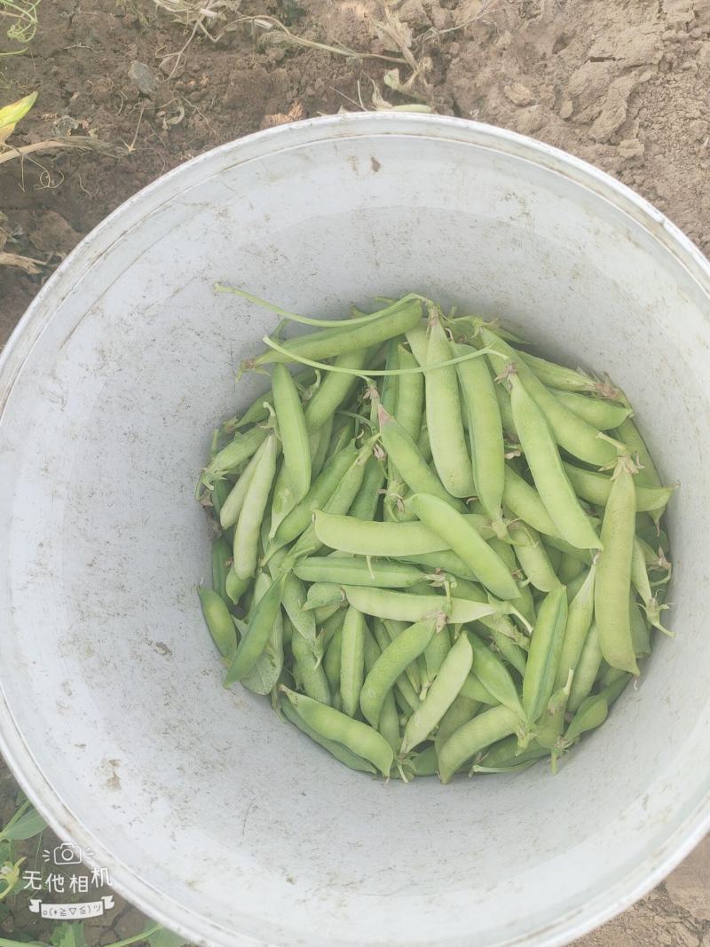 豌豆荚