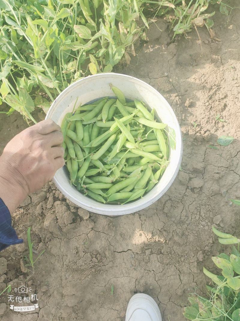 豌豆荚