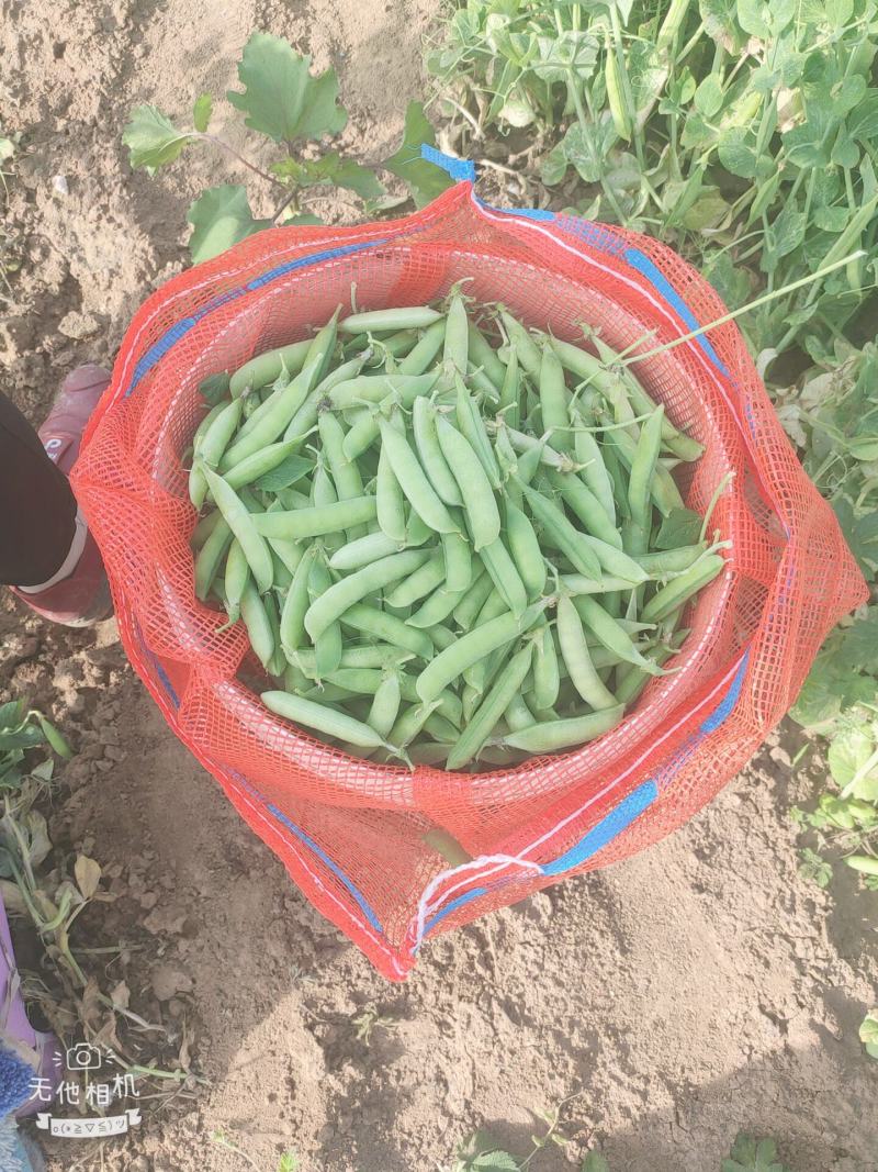 豌豆荚