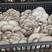江苏平菇鲜平菇灰平菇货源稳定可长期供货支持代发全国
