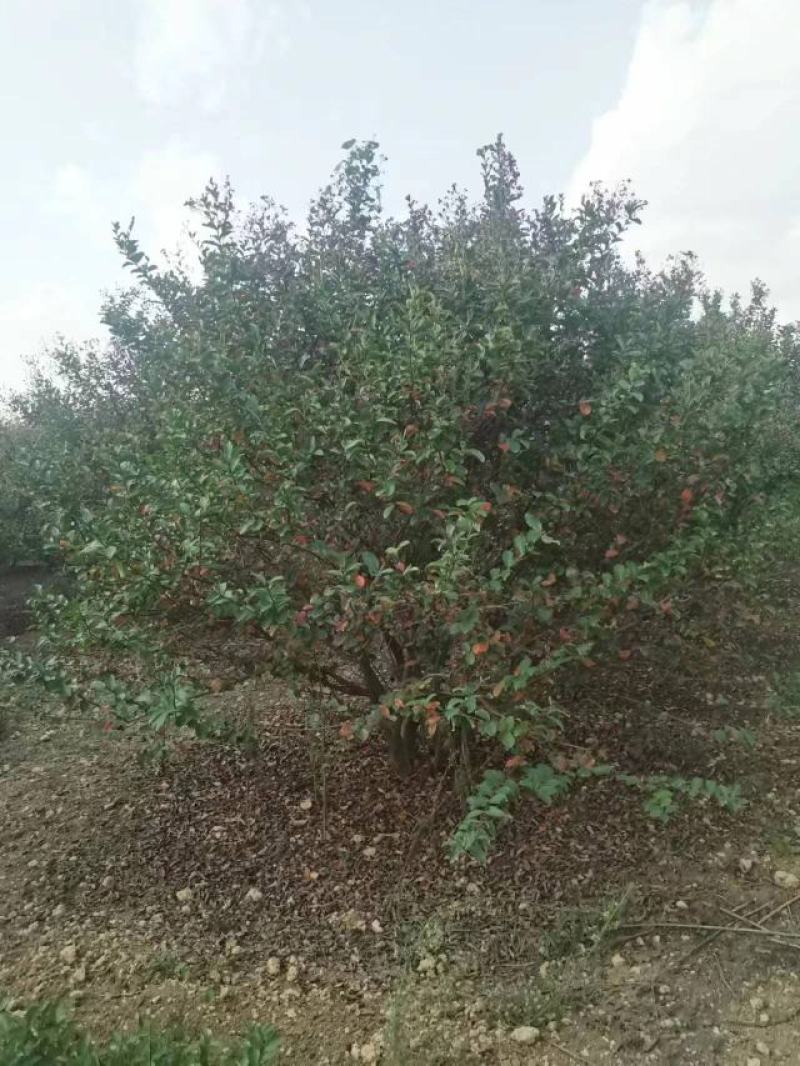 丛生紫薇规格齐全价格详谈基地直供货源充足全国发货