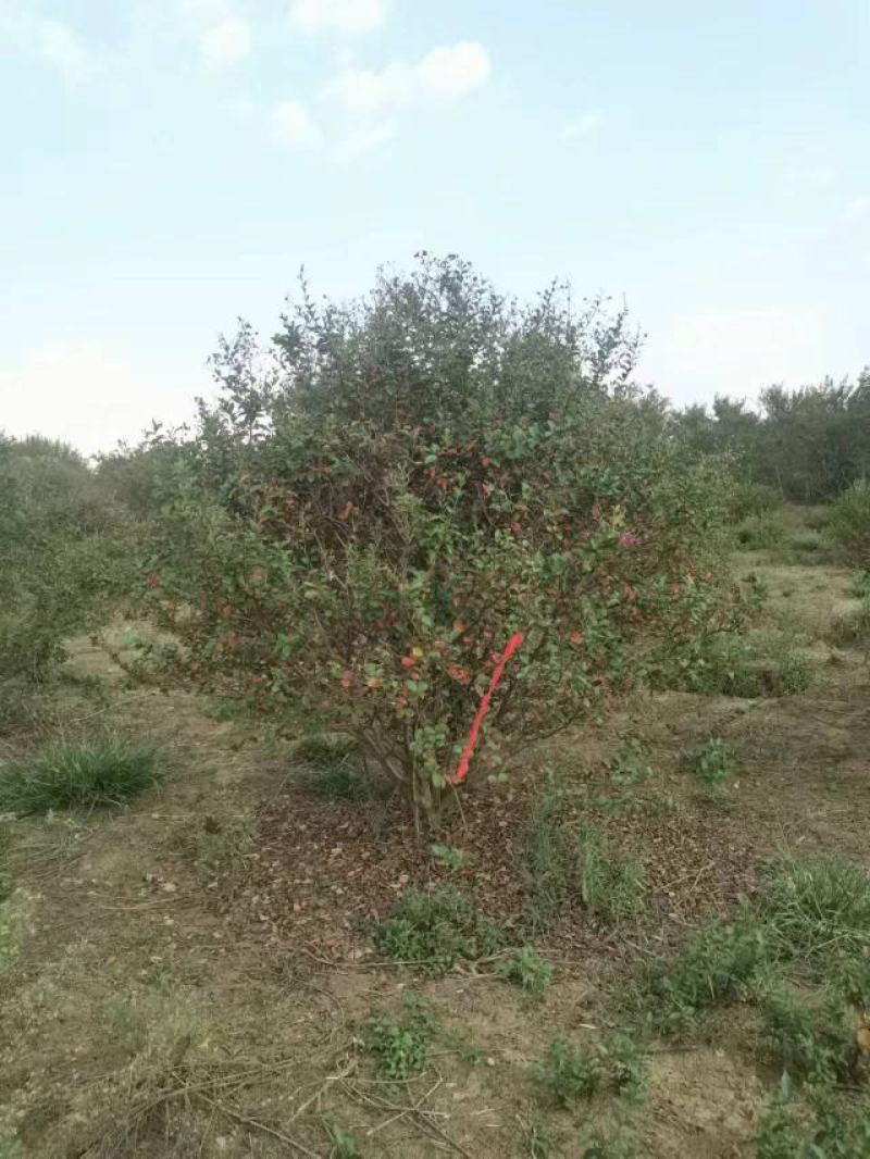 丛生紫薇规格齐全价格详谈基地直供货源充足全国发货