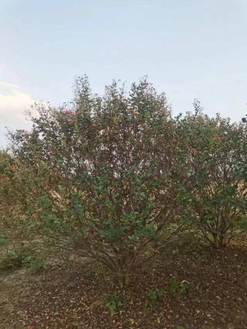 丛生紫薇规格齐全价格详谈基地直供货源充足全国发货