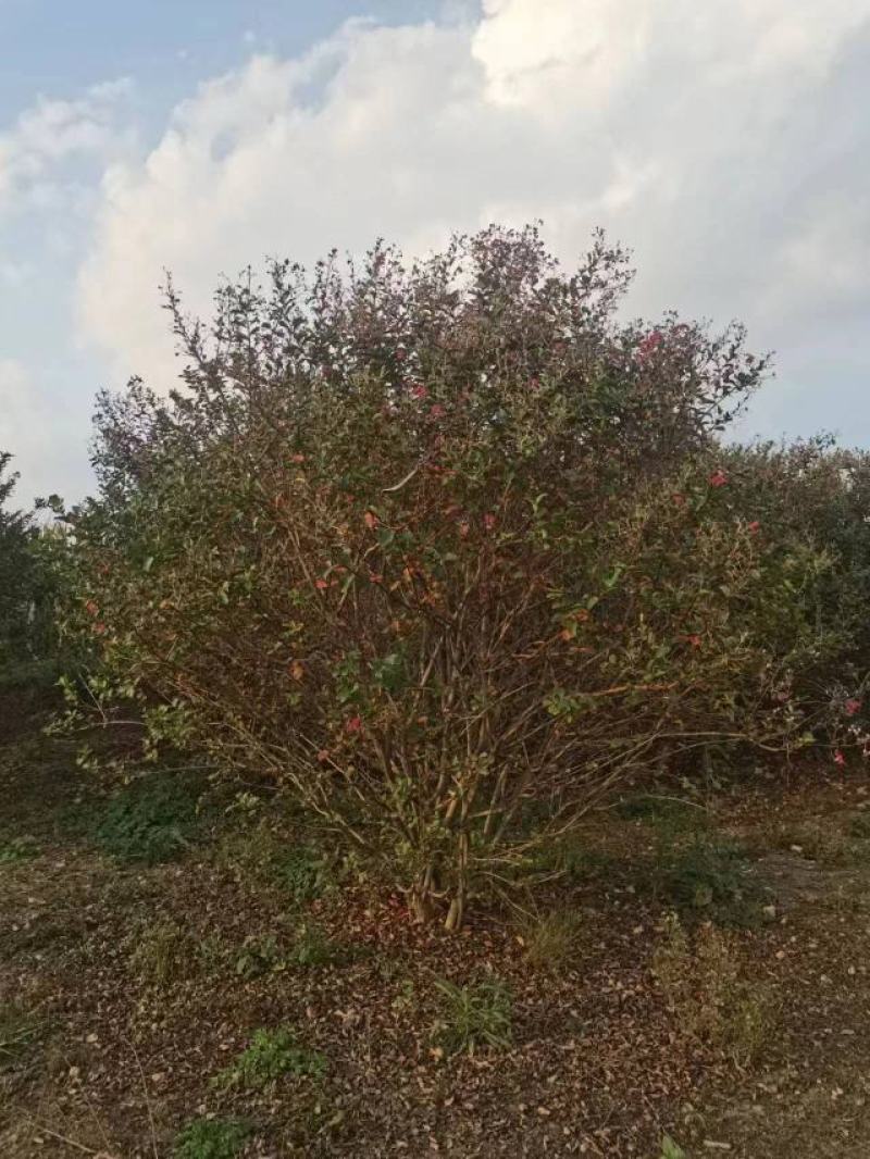 丛生紫薇规格齐全价格详谈基地直供货源充足全国发货