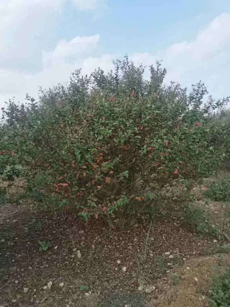 丛生紫薇规格齐全价格详谈基地直供货源充足全国发货