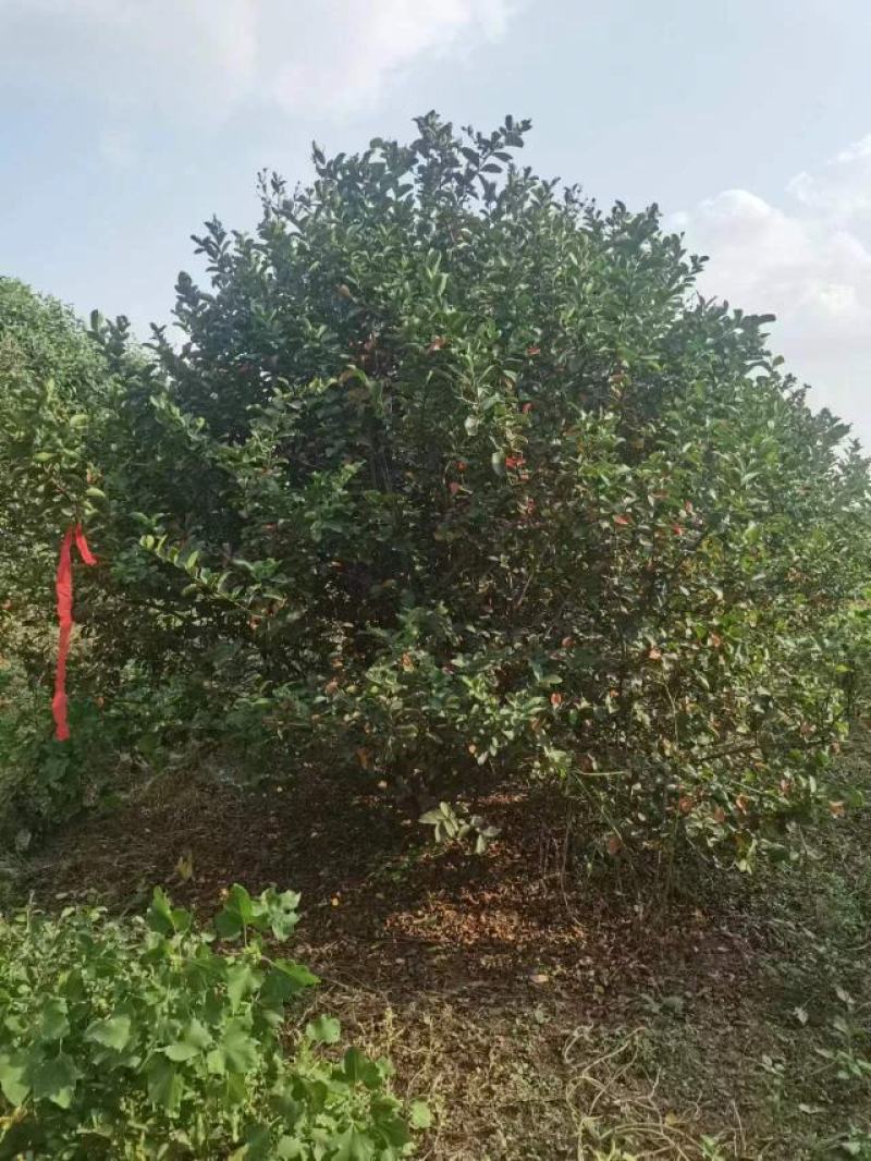 丛生紫薇规格齐全价格详谈基地直供货源充足全国发货