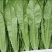 美冠15~20厘米以上