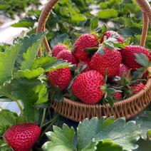 大凉山农产品草莓蒙特瑞鲜果供应新鲜供应有需详谈看货