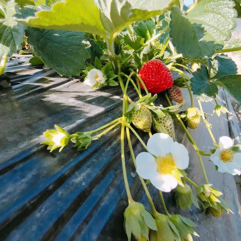 大凉山农产品草莓蒙特瑞鲜果供应新鲜供应有需详谈看货