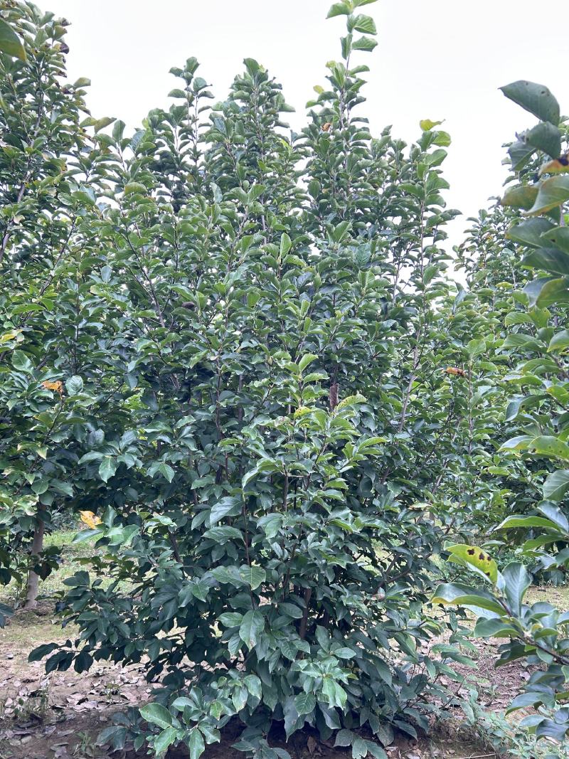 丛生紫玉兰规格齐全价格详谈基地直供货源充足全国发货