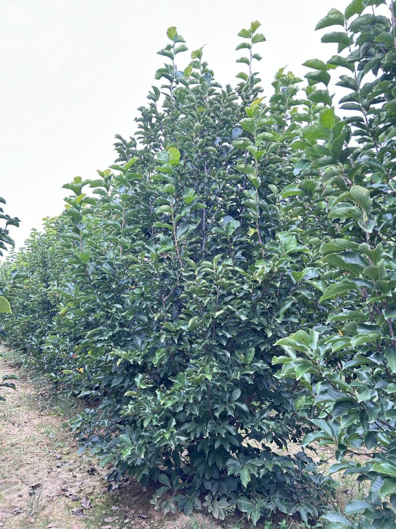 丛生紫玉兰规格齐全价格详谈基地直供货源充足全国发货