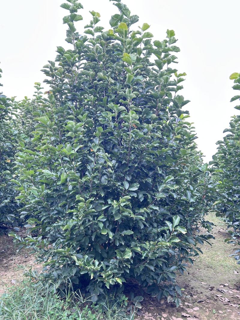 丛生紫玉兰规格齐全价格详谈基地直供货源充足全国发货